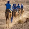 Camel Rider