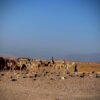 Camel Rider