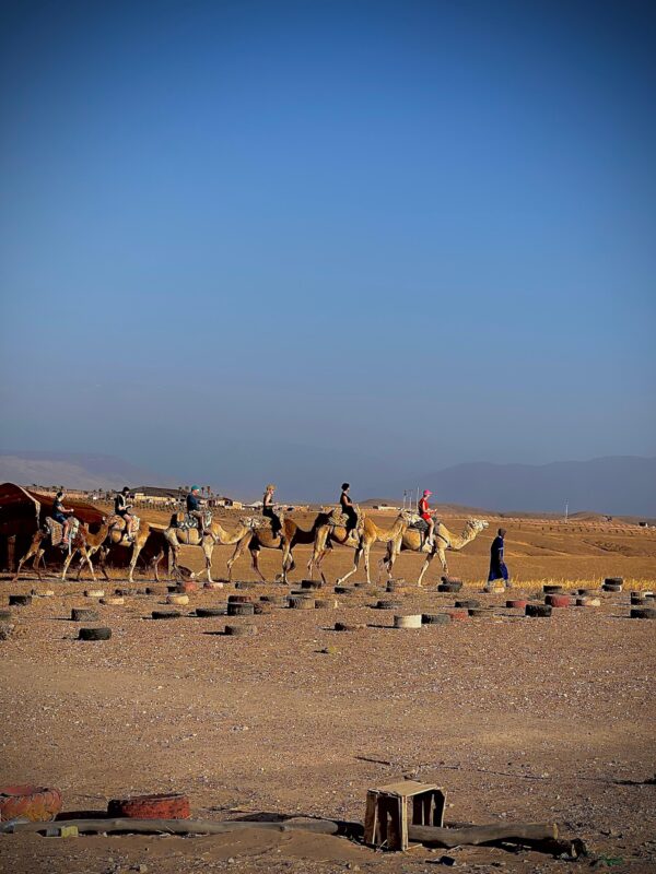 Camel Rider