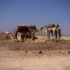 Camel Rider