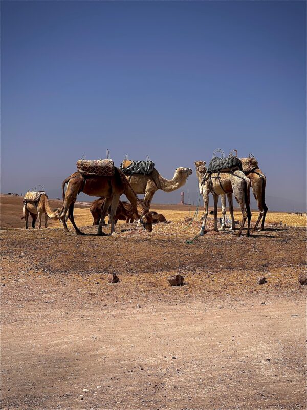 Camel Rider