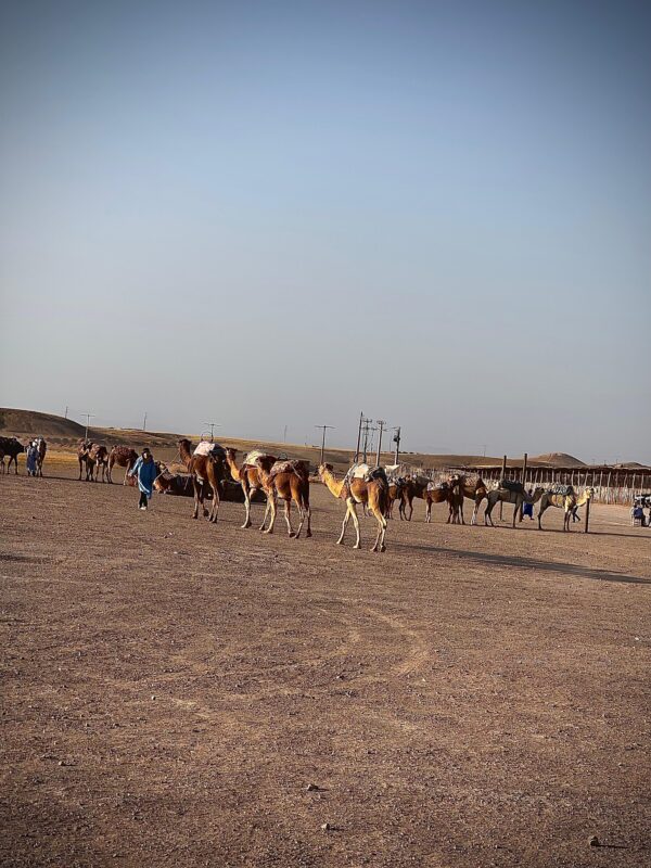 Camel Rider